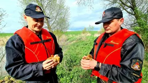 Firefighters rescue two little cranes whose nest drifted away 