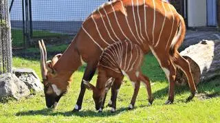 Name for the little "bongoddess" from Warsaw Zoo has been selected through a contest