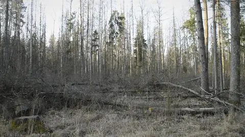 "A spit in the face". Poland to resume logging in Białowieża forest