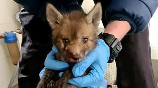 The officer blocked the road to save this little fox baby