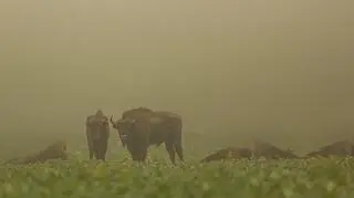 Bisons photographed by one of our viewers