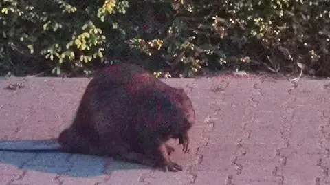 Police help pavement-walking beaver to reach green area