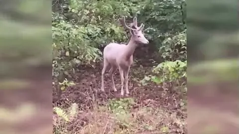 A rare albino deer captured on camera in southern Poland