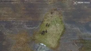 Bisons were scouring the fields for food 