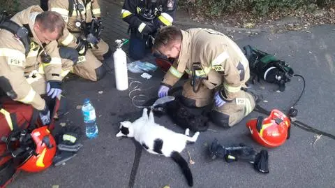Firefighters rescued two cats from a burning flat in Gdynia