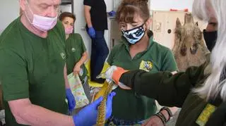 The man had 11 snakes in his flat, mainly pythons and anacondas 
