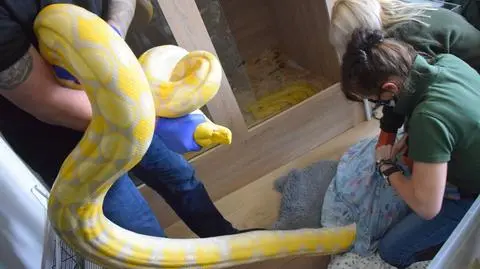 "5 metres and 33 kilos". Man kept 11 snakes in a flat in Poznań