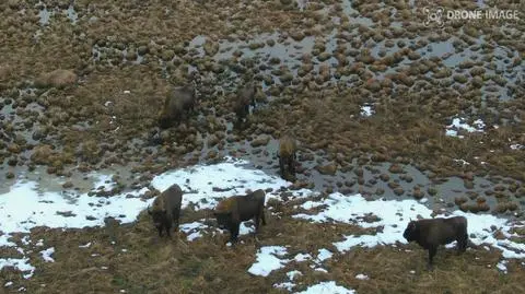 The animals were heading towards the river Narew