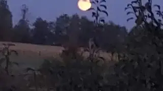 Pomarańczowy księżyc