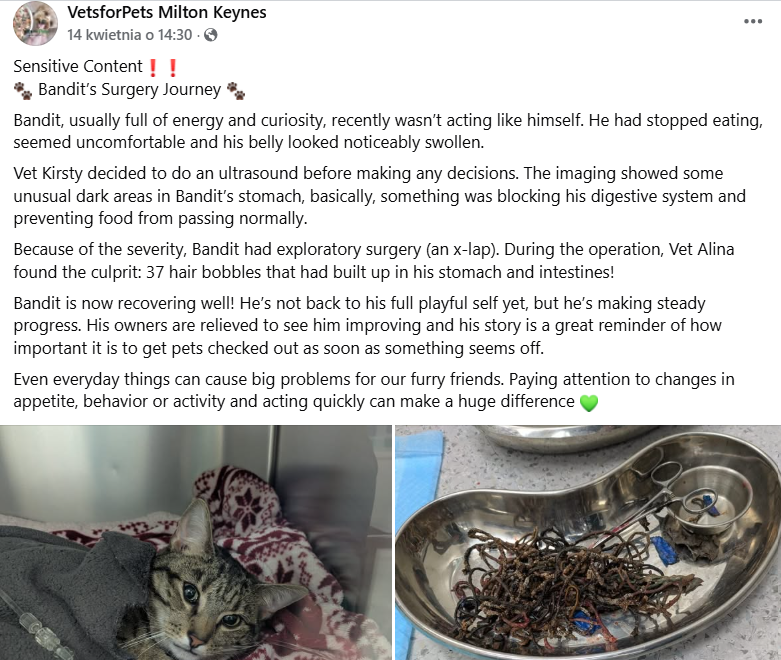 Klinika Vets for Pets opisuje przypadek kota