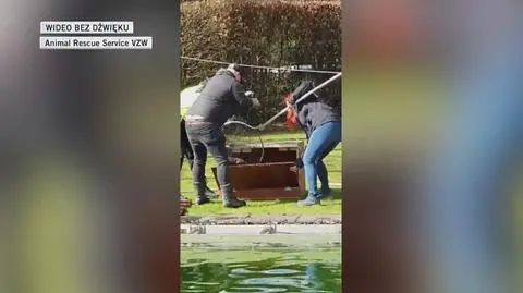 Akcja wyciągania bobra z basenu