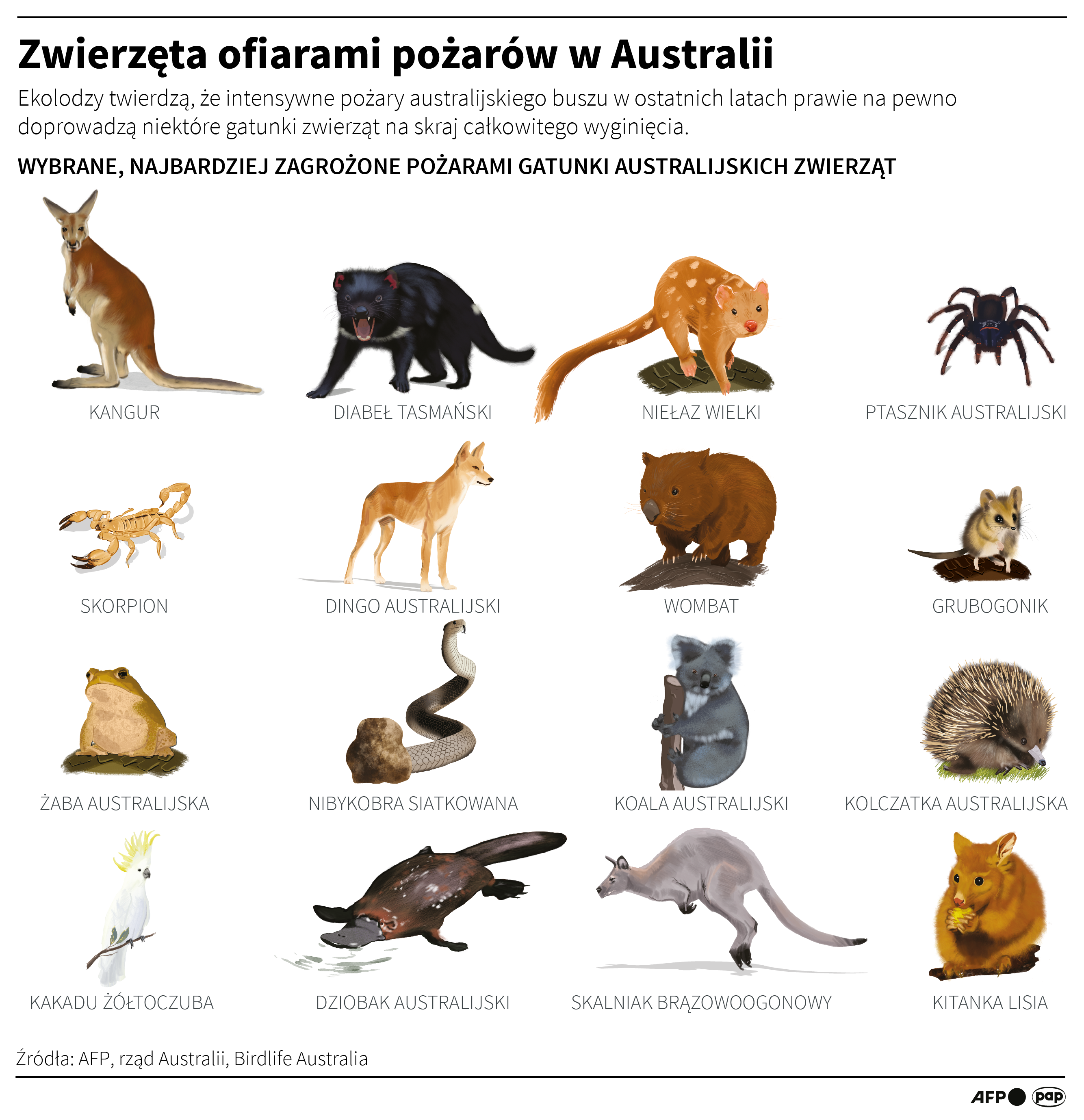 Zwierzęta ofiarami pożarów w Australii