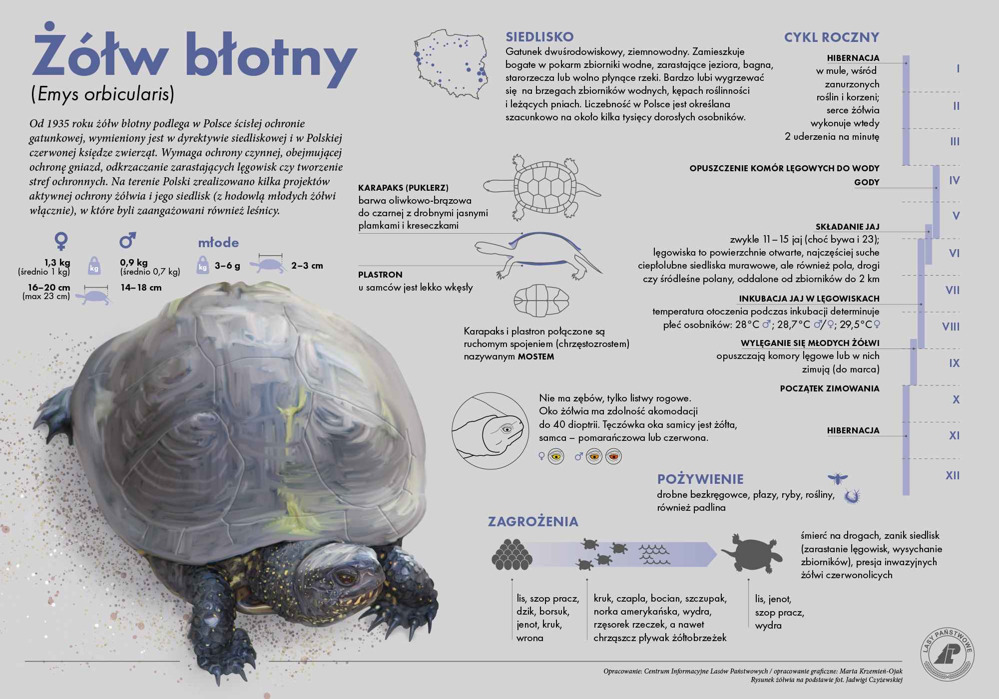 Żółw błotny