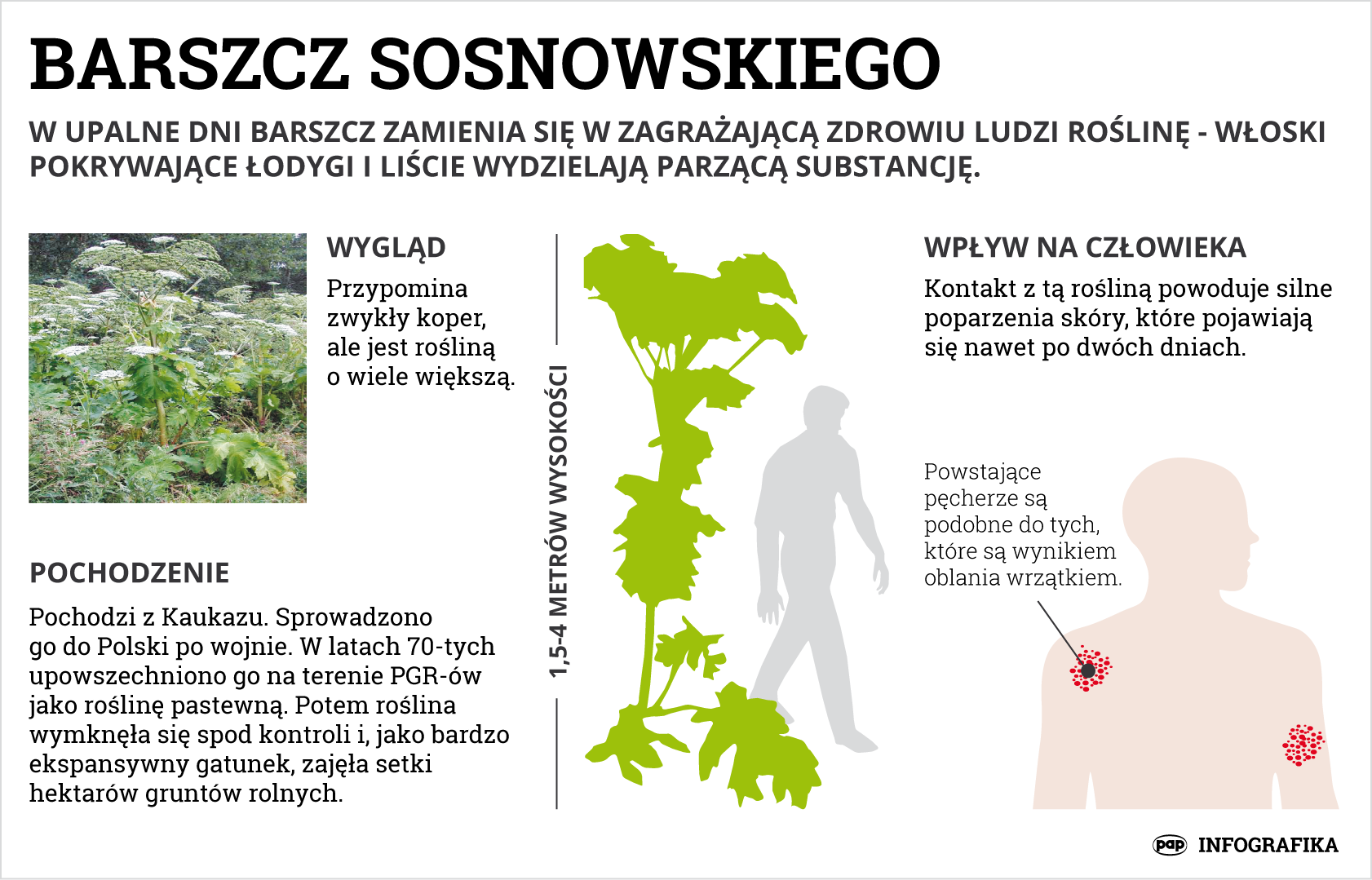 Barszcz Sosnowskiego jest rośliną silnie parzącą