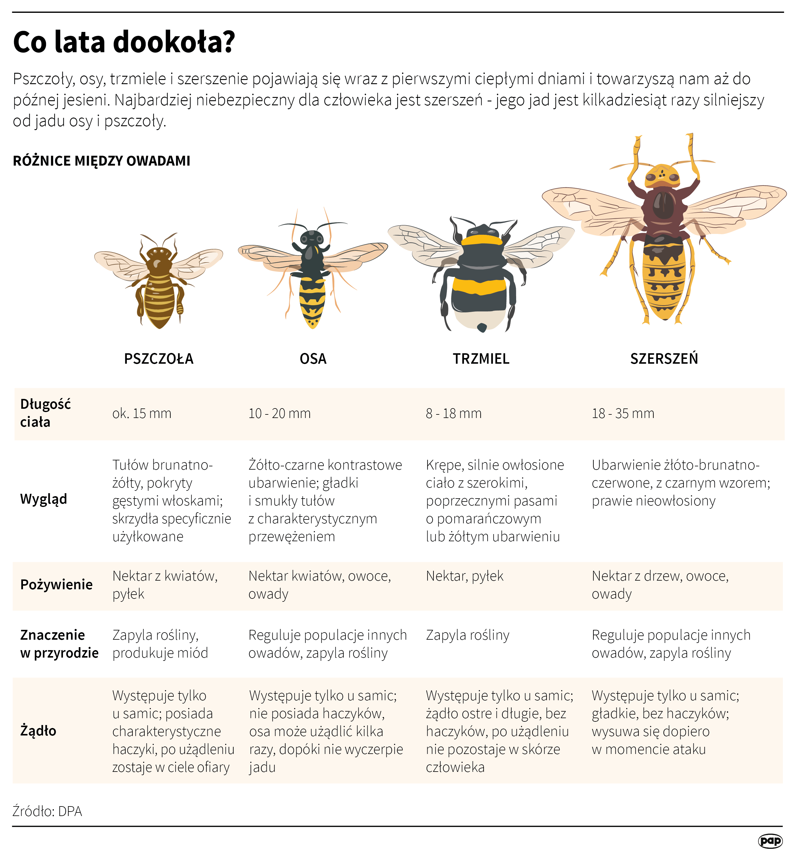 Różnice między owadami: pszczoła, osa, trzmiel, szerszeń. 