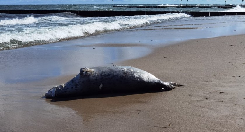 Martwa foka na plaży w Kołobrzegu