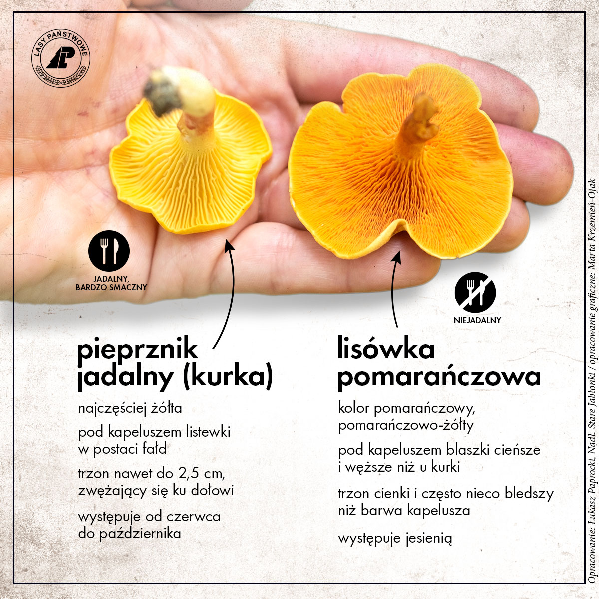 Pieprznik jadalny, czyli kurka, i lisówka pomarańczowa. Jak je odróżnić