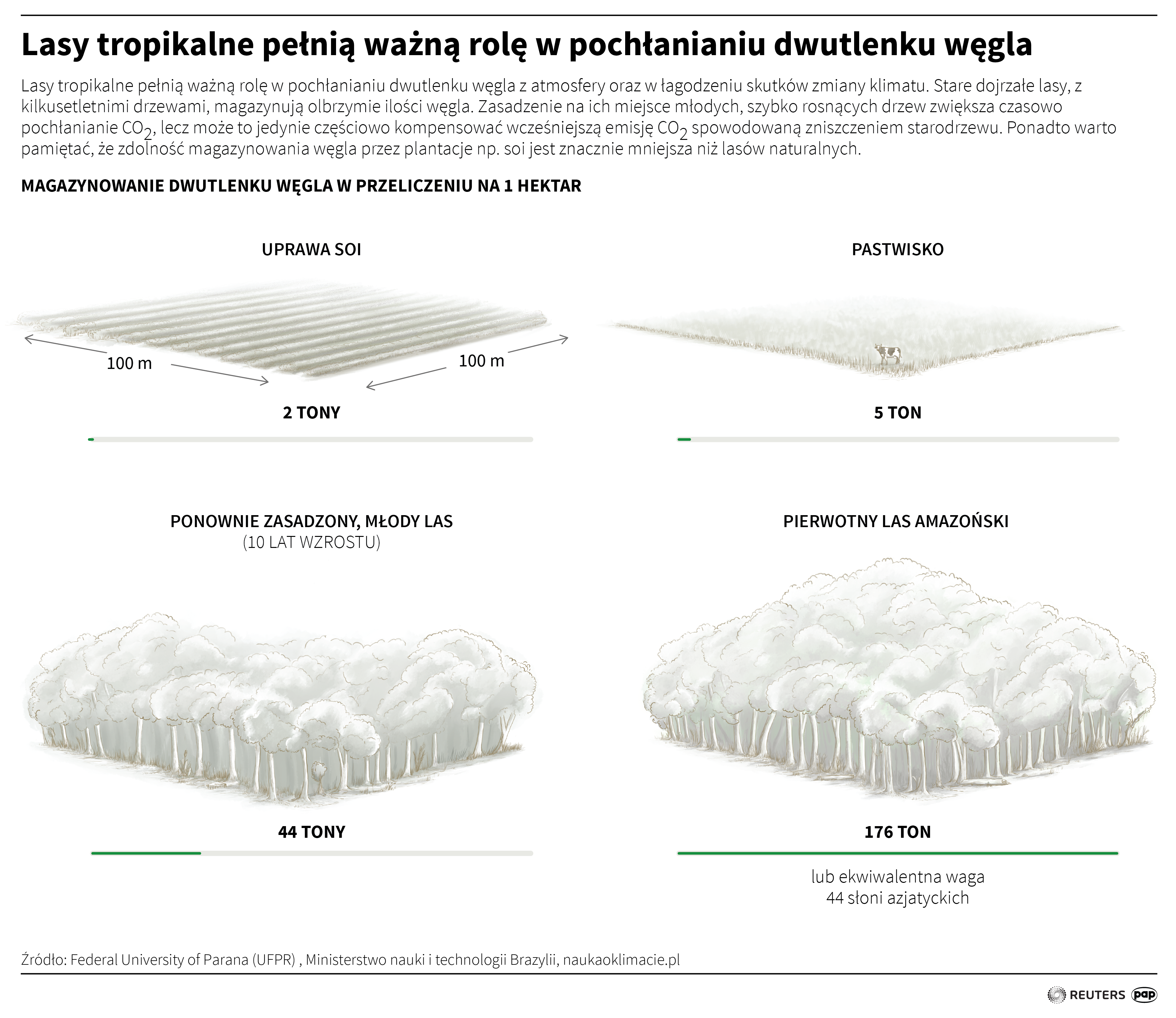 Lasy tropikalne pełnią ważną rolę w pochłanianiu dwutlenku węgla