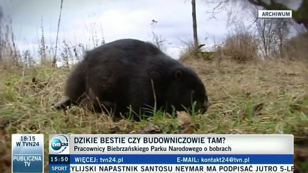 "Bobrów należy się bać, tak jak każdego dzikiego zwierzęcia"