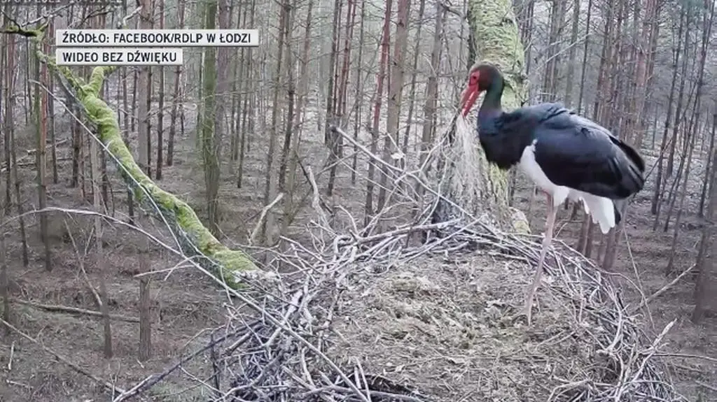 Bocian Florentino czeka w gnieździe na samicę