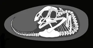 Skamieniały embrion dinozaura w jajku - wizualizacja