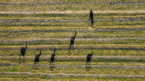 Sarny z Doliny Baryczy