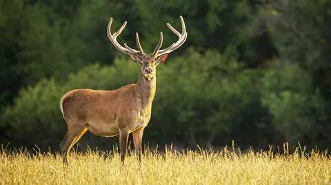 Zaczęły się rykowiska