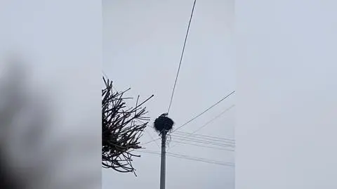 "Są tu już od tygodnia". Bociany wracają? Wyjaśnia ornitolog