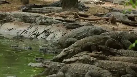 Jedna piąta gatunków gadów jest zagrożona wyginięciem