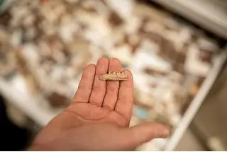 Fragment szkieletu M. raathi 