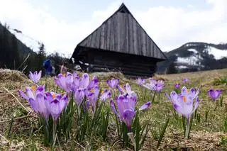 Kwitnące krokusy w Dolinie Chochołowskiej