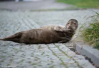 Foka wypłynęła na brzeg w porcie w Kołobrzegu