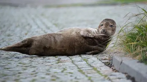 Foka wypłynęła na brzeg w porcie w Kołobrzegu
