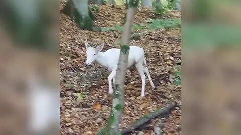 Zwierzę jak z baśni na nagraniu Reportera24