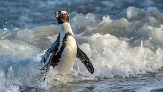Tak wygląda pingwin przylądkowy (Spheniscus demersus)