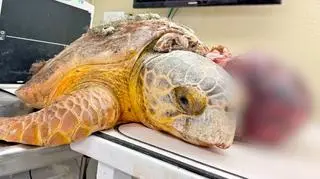 Usunęli karetcie ogromnego guza