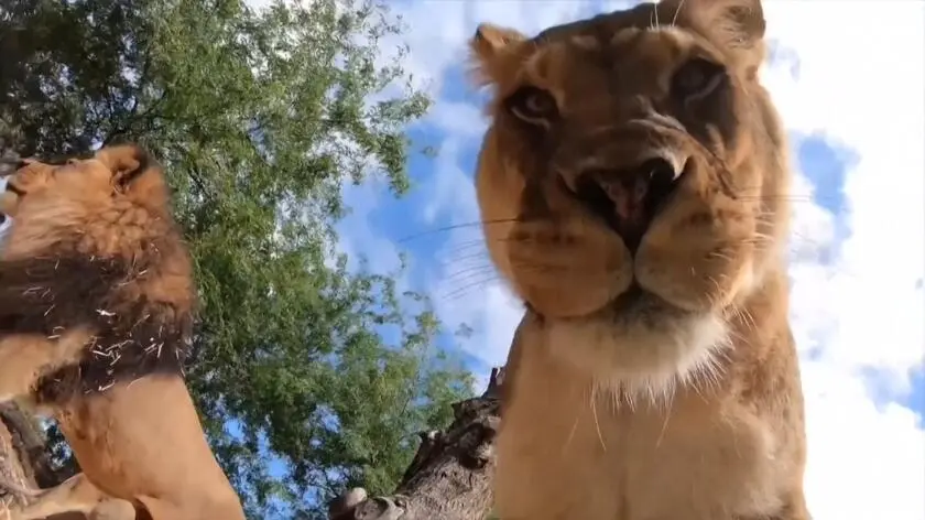 Lwica zauważyła kamerę i pochwaliła się zębami