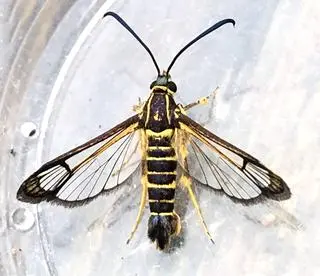 Motyl z nowo odkrytego gatunku Carmenta brachyclados