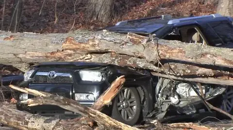 Silny wiatr w Pensylwanii powalił drzewo na auto
