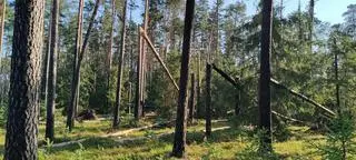 Powalone drzewa, Nadleśnictwo Maskulińskie