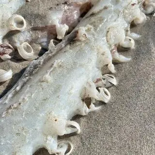 Ciało kałamarnicy olbrzymiej znalezione na plaży w Kommetjie 
