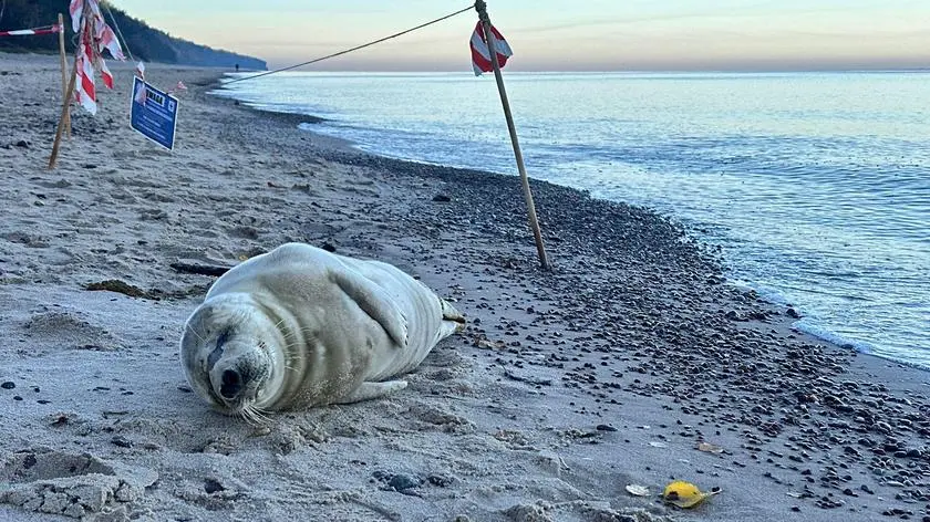 Młoda foka na plaży w Pobierowie. Trafi na rehabilitację
