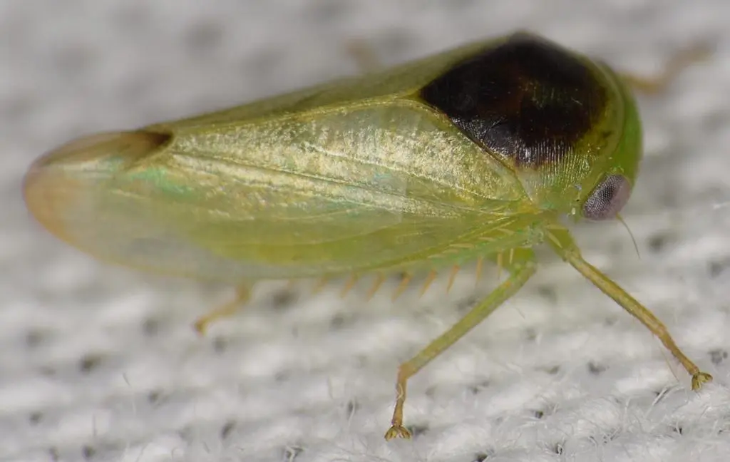 Batracomorphus eusemos