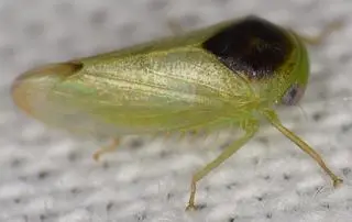 Batracomorphus eusemos