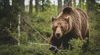 Na Słowację "spadły plagi", rząd "próbuje pokazać sprawczość"