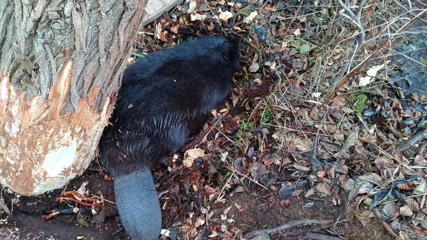 Bóbr w potrzasku. Przygniotło go drzewo