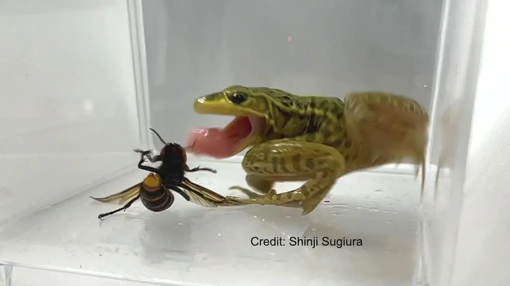 Klatka kluczowa-81519