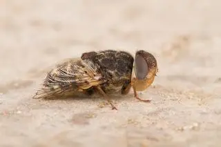 Mucha owcza (Oestrus ovis)(zdjęcie poglądowej)