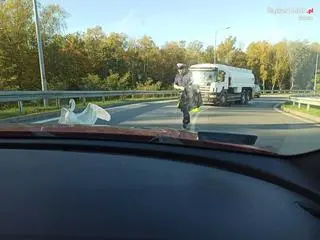 Łabędź na drodze ekspresowej 