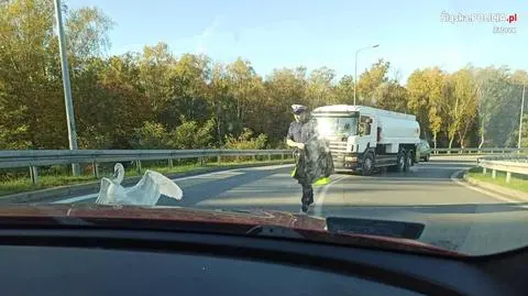 Łabędź szedł drogą szybkiego ruchu